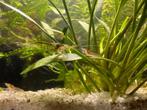 Neocaradina Mix, Dieren en Toebehoren, Vissen | Aquariumvissen, Kreeft, Krab of Garnaal, Zoetwatervis