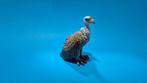 Schleich gier, Verzamelen, Dierenverzamelingen, Ophalen of Verzenden, Zo goed als nieuw, Wild dier, Beeldje of Figuurtje