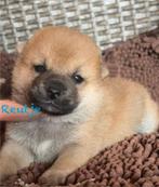 Shiba inu pups, Dieren en Toebehoren, België, Particulier, Rabiës (hondsdolheid), Overige rassen