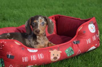 Teckel pups dwerg en kaninche beschikbaar voor biedingen