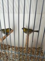 Mooi koppel cubavinken, Meerdere dieren