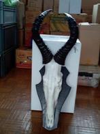 Skull, Ophalen, Zo goed als nieuw, Beeldje of Figuurtje