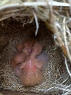 Baby Agapornis fischeri dwergpapegaai, Dieren en Toebehoren, Vogels | Parkieten en Papegaaien, Geslacht onbekend, Dwergpapegaai of Agapornis