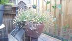 2 stuks zware Keramische potten  40 cm, 25 tot 40 cm, Tuin, Rond, Nieuw