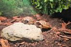 Landschildpadjes incl. terrarium, Schildpad, Met terrarium, 0 tot 2 jaar