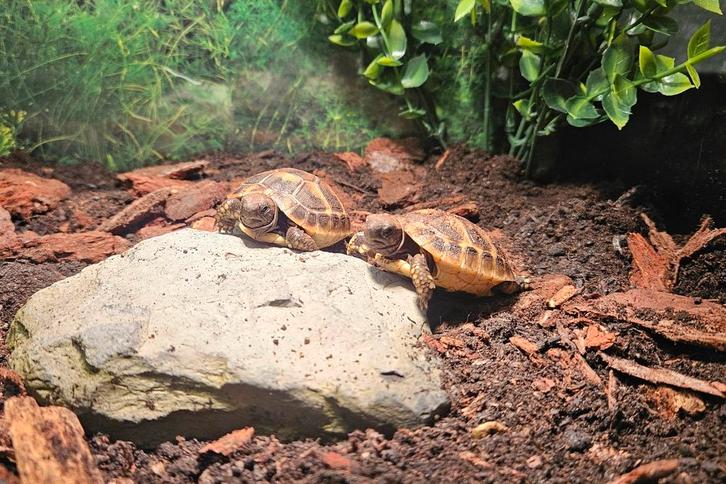 Landschildpadjes incl. terrarium