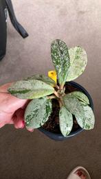 Hoya Wilbur Graves, Huis en Inrichting, Kamerplanten, Ophalen of Verzenden, Overige soorten, Minder dan 100 cm