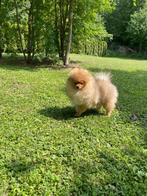 Pomeranian boy for sale, 15 weken tot 1 jaar, Reu, Eén hond, Nederland