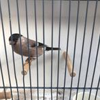 Noorse goudvink pop, Dieren en Toebehoren, Vogels | Overige Vogels, Vrouwelijk, Wildzangvogel