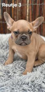 Mooie Franse Bulldog pups met NL-paspoort-DIRECT BESCHIKBAAR, Dieren en Toebehoren, Honden | Bulldogs, Pinschers en Molossers