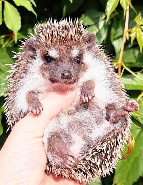 Witbuikegel/Algerijnse Egel/Algerian Hedgehog/Egel, Dieren en Toebehoren, Overige Dieren, Mannelijk, Voor 1 juli 2024