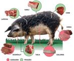 Mooie raszuivere Wolvarken zeug (Mangalitza), Dieren en Toebehoren, Schapen, Geiten en Varkens, Vrouwelijk, Varken