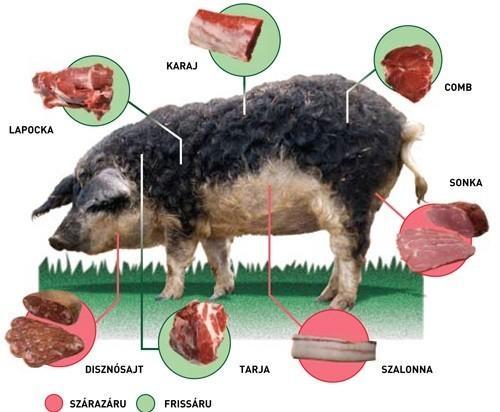 Mooie raszuivere Wolvarken zeug (Mangalitza), Dieren en Toebehoren, Schapen, Geiten en Varkens, Varken, Vrouwelijk