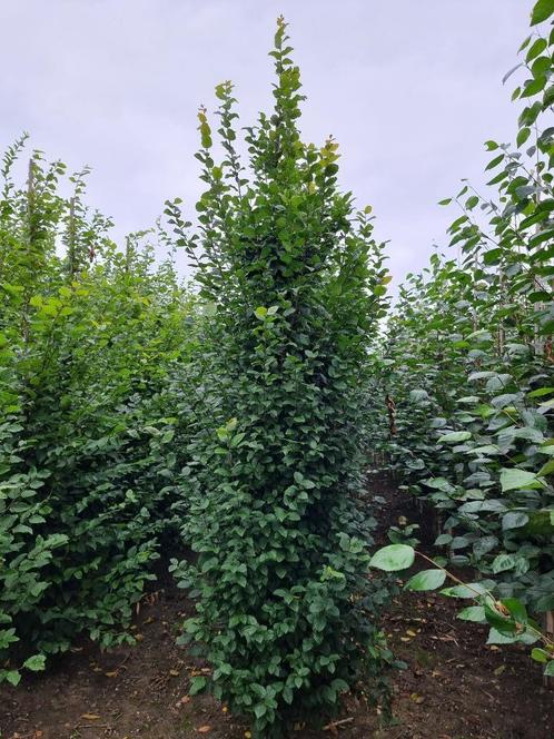 Zuil haag beuk | Carpinus betulus 'Lucas', Tuin en Terras, Planten | Bomen, Overige soorten, Volle zon, Ophalen