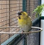 Europese SIJS Man 2025, Dieren en Toebehoren, Vogels | Overige Vogels, Mannelijk, Wildzangvogel, Geringd