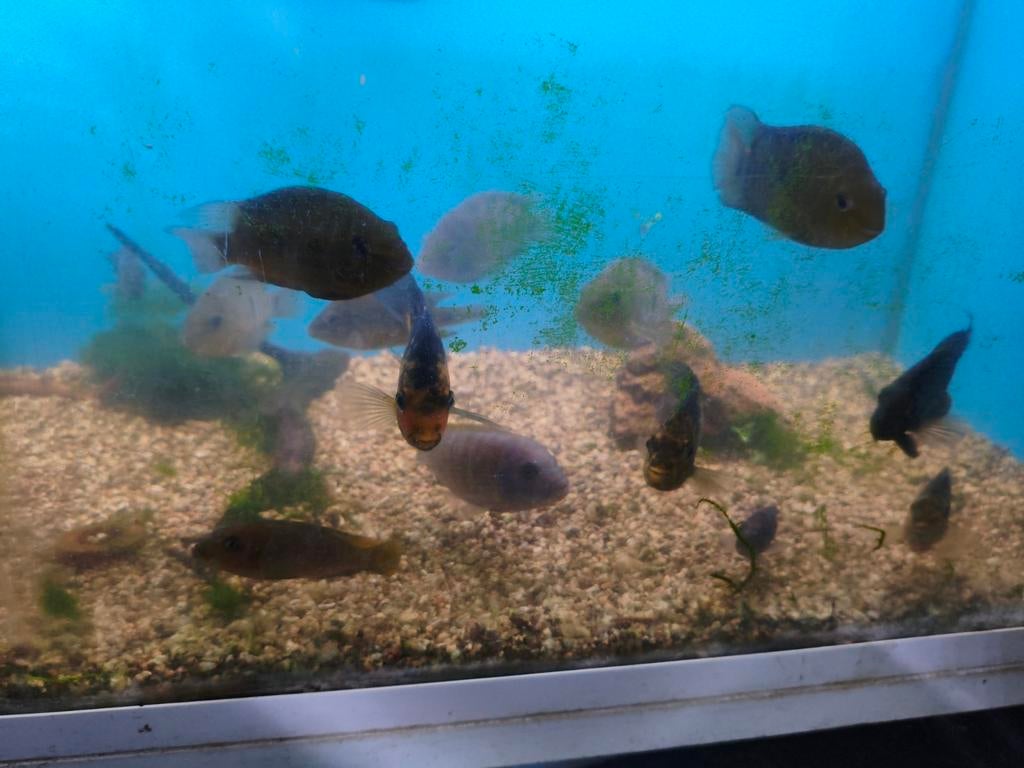 Malawi mix, Dieren en Toebehoren, Vissen | Aquariumvissen, Zoetwatervis, Vis