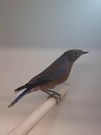 1-1 Sialia mexicana, Dieren en Toebehoren, Vogels | Overige Vogels, Meerdere dieren, Tropenvogel, Geringd