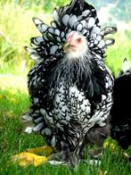BRAHMA broedeieren zilver zwart gezoomd groot ras 4€, Dieren en Toebehoren, Pluimvee, Geslacht onbekend, Kip