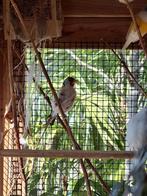 Major putter pop 2022, Dieren en Toebehoren, Vogels | Overige Vogels, Vrouwelijk, Wildzangvogel
