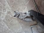 2 katten britse kortharen te koop, Dieren en Toebehoren, Katten en Kittens | Raskatten | Korthaar, Kater, Ontwormd, 3 tot 5 jaar