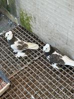 Takla en sruye duiven, Meerdere dieren, Overige soorten