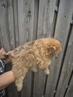 Pomapoo, Keeshond, CDV (hondenziekte), 8 tot 15 weken, Teef