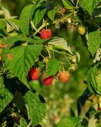 'Ben op zoek naar frambozenstekken, geel rood, roze., Volle zon, Vaste plant, Zomer, Ophalen