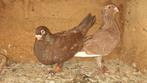 Mooie koppel te koop, Dieren en Toebehoren, Vogels | Overige Vogels, Meerdere dieren