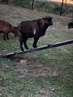 Dwerggeiten bokje, Dieren en Toebehoren, Schapen, Geiten en Varkens, Mannelijk, Geit