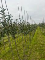 Wat opruiming stuk kweek moet leeg., Bloeit niet, Halfschaduw, 100 tot 250 cm, Overige soorten