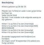 Mix britse korthaar haar met Europese korthaar, Dieren en Toebehoren, Katten en Kittens | Raskatten | Korthaar, Kater, Gechipt