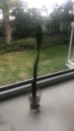Sanseviera stek, Ophalen of Verzenden, Overige soorten, Minder dan 100 cm