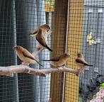 Jonge "Zilverbekje" Tropische vogel, Dieren en Toebehoren, Vogels | Duiven, Geslacht onbekend, Overige soorten