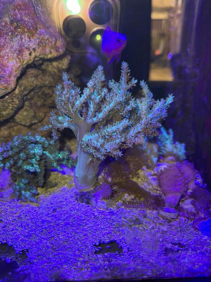 Koraal - kenia boom groen, Dieren en Toebehoren, Vissen | Aquariumvissen, Zoutwatervis, Overige typen