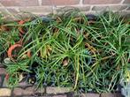 Ophiopogon miron groen, Tuin en Terras, Planten | Tuinplanten, Ophalen of Verzenden, Overige soorten, Volle zon