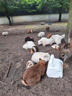 Diverse cavia's, Dieren en Toebehoren, Knaagdieren, December, Meerdere dieren, Cavia