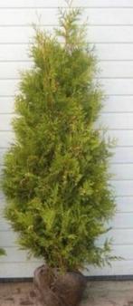 Coniferen, Ophalen of Verzenden, Bloeit niet, Overige soorten, Volle zon