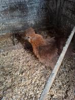 Jonge zijdehoender hen, Dieren en Toebehoren, Vrouwelijk, Kip