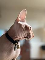 Sphynx Dekkater, 3 tot 5 jaar