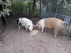Varken, Dieren en Toebehoren, Schapen, Geiten en Varkens, Vrouwelijk, Varken, 0 tot 2 jaar