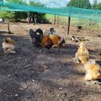 Prachtige haan Araucana, Mannelijk, Kip