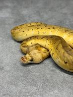 Python regius lemonblast clown 100% het desert ghost, Dieren en Toebehoren, Reptielen en Amfibieën, Slang, 0 tot 2 jaar