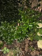 Wintergroene laurier, Ophalen, Bodembedekkers, Vaste plant, Bloeit niet