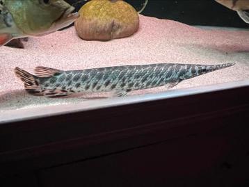 Spotted Florida gar Arowana cichla potamotrygon datnioides  beschikbaar voor biedingen