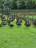 Zwarthals zwanen en zwarte zwanen koppels, Meerdere dieren, Gans of Zwaan