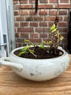 Diverse kamerplanten in pot, Huis en Inrichting, Ophalen, In pot, Halfschaduw, Minder dan 100 cm