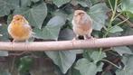 Hariekijn kanaries te koop, Dieren en Toebehoren, Meerdere dieren, Tropenvogel
