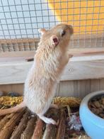 2 Gerbils, Juni, Mannelijk, Overige typen