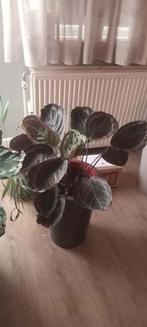 planten + kunstof planten bak, Tuin en Terras, Planten | Tuinplanten, Ophalen, Overige soorten, Halfschaduw