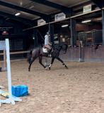 Lieve en brave 6 jarige ruin, Dieren en Toebehoren, Paarden, B, Ruin, 3 tot 6 jaar, 160 tot 165 cm